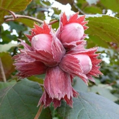 Фундук СКАРЛЕТТ в Ульяновске