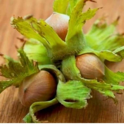 Фундук ГИГАНТ ТАМБОВСКИЙ в Ульяновске