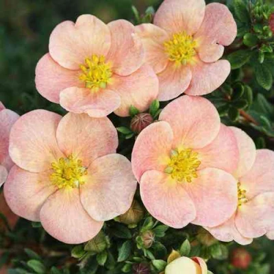 Лапчатка ДЕЙДАУН кустарниковая  в Ульяновске