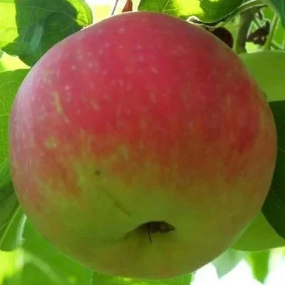 Яблоня УТРО в Ульяновске