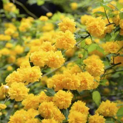 Керрия японская АУРЕОВАРИЕГАТТА в Ульяновске