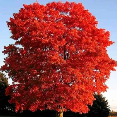 Дуб красный  в Ульяновске