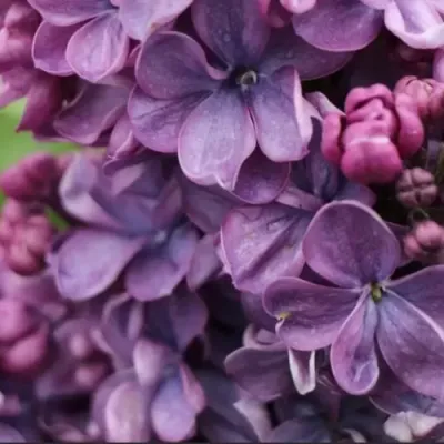 Сирень ВИОЛЕТТА в Ульяновске