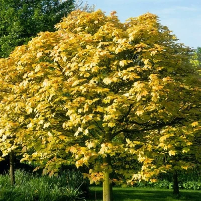 Клен ложноплатановый в Ульяновске