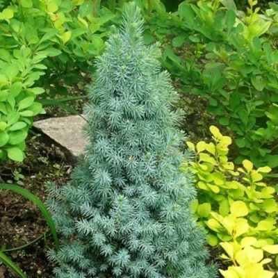 Ель КОНИКА сизая в Ульяновске