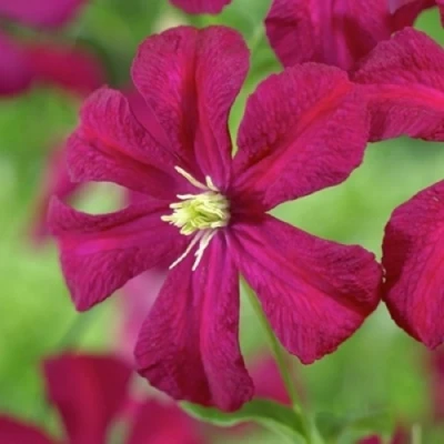 Клематис МАДАМ ДЖУЛИЯ КОРРЕВОН в Ульяновске