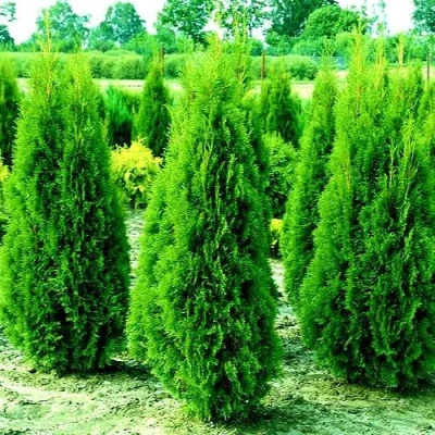 Туя ВИДМАНТ западная в Ульяновске