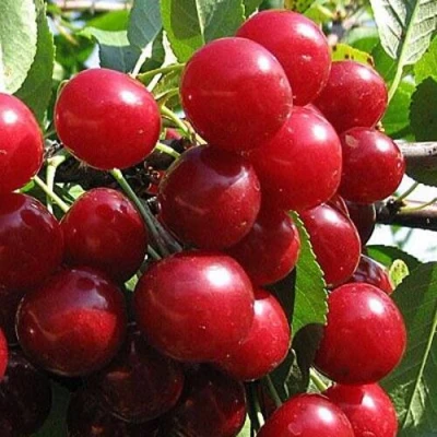 Вишня ГЛУБОКСКАЯ в Ульяновске