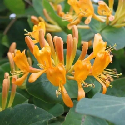 Жимолость ТЕЛЬМАНА в Ульяновске