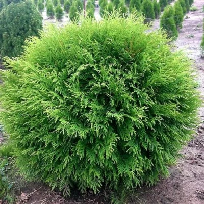 Туя ЛИТЛ ЧЕМПИОН западная в Ульяновске