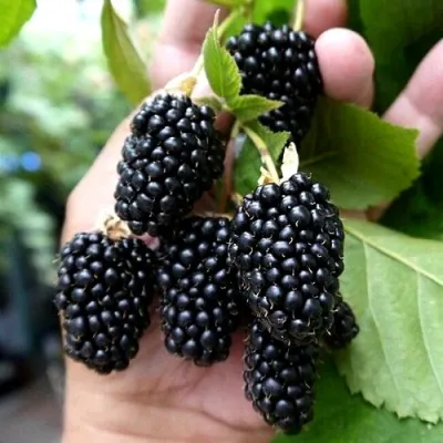 Ежевика ПРАЙМ АРК 45 ремонтантная в Ульяновске