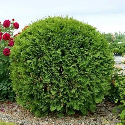 Туя ВУДВАРДИ западная в Ульяновске