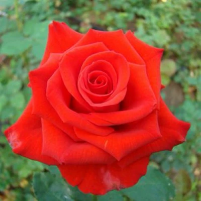 саженцы роз мерседес