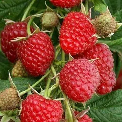 Малина ГЛЕН АМПЛ в Ульяновске