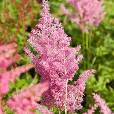 Астильба РЕЙНЛЕНД японская в Ульяновске