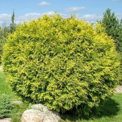 Туя ГОЛДЕН ГЛОБ западная в Ульяновске