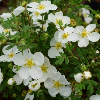 Лапчатка АББОТСВУД кустарниковая в Ульяновске