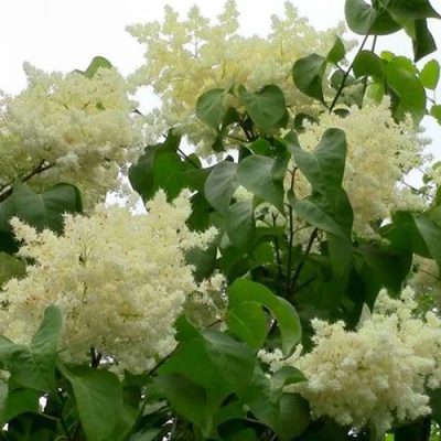 Сирень АМУРСКАЯ в Ульяновске