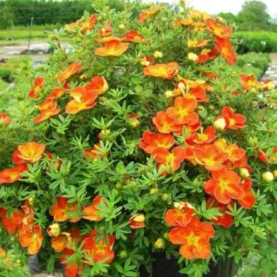 Лапчатка ОРАНЖСТАР кустарниковая в Ульяновске