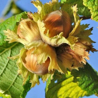 Фундук ТОНДА РОМАНА в Ульяновске