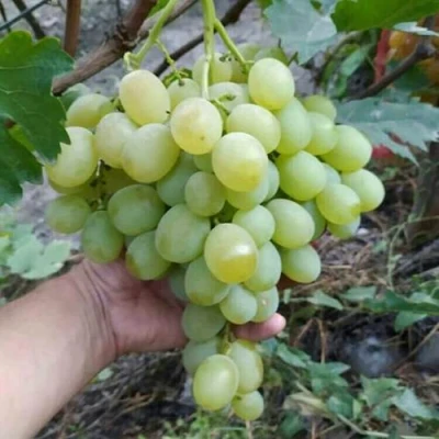 Виноград ВАНЮША в Ульяновске