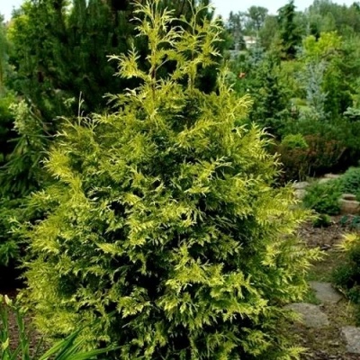 Туя ЗЕБРИНА ЭКСТРА ГОЛД складчатая в Ульяновске