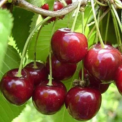 Вишня ХАРИТОНОВСКАЯ в Ульяновске