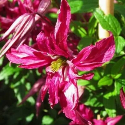 Клематис РОЗАЛИН в Ульяновске