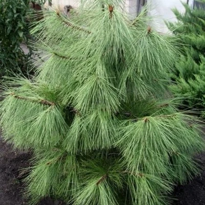 Сосна желтая  в Ульяновске