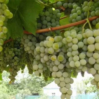 Виноград АНАНАСНЫЙ РАННИЙ в Ульяновске