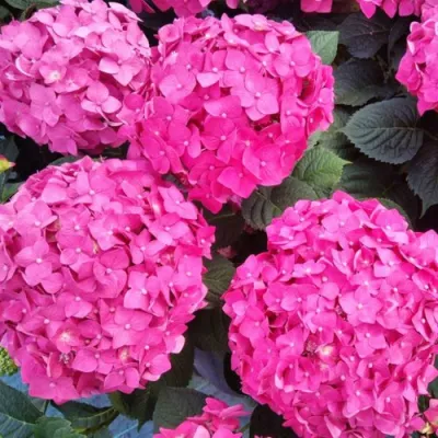 Гортензия ЭНДЛЕСС САММЕР ЛАВ крупнолистная в Ульяновске