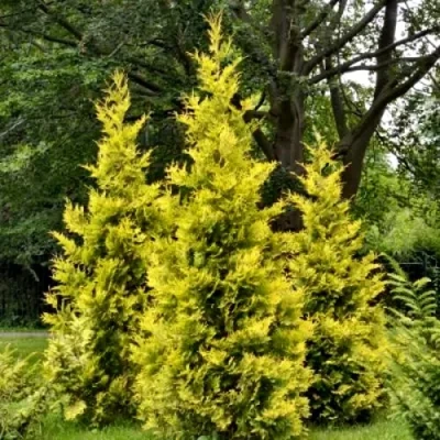 Туя ГОЛДЕН БРАБАНТ западная в Ульяновске