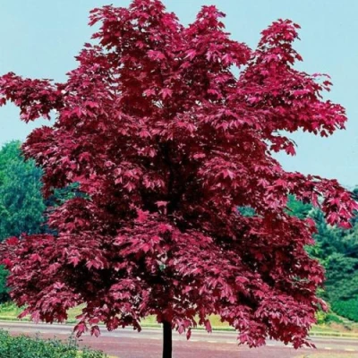 Клен КРИМСОН КИНГ остролистный в Ульяновске