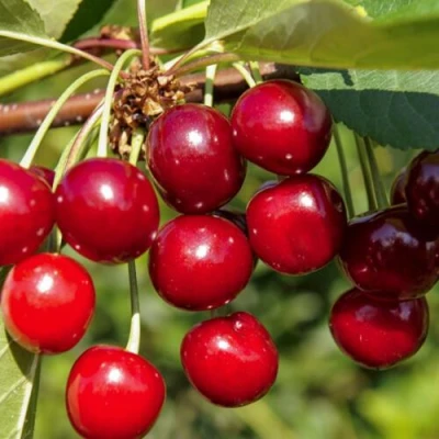 Вишня ЛЮБСКАЯ в Ульяновске
