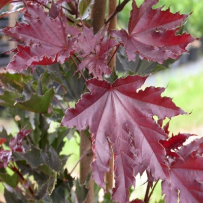 Клен КРИМСОН СЕНТРИ остролистный в Ульяновске