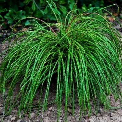 Туя ВИПКОРД складчатая в Ульяновске