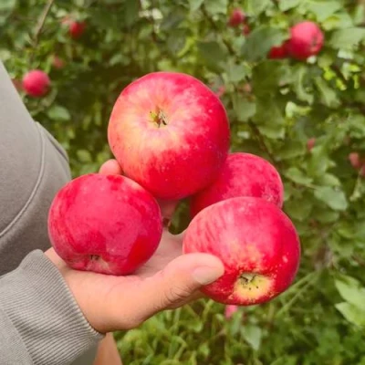 Яблоня АКСЕНА в Ульяновске