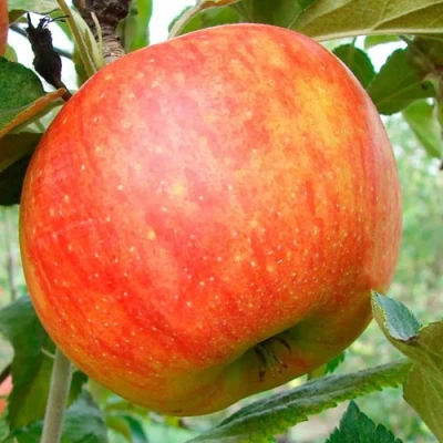 Яблоня ЦЕЛЕСТЕ в Ульяновске