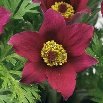 Прострел ПИНВИЛ РЕД ШЕЙДЕС в Ульяновске