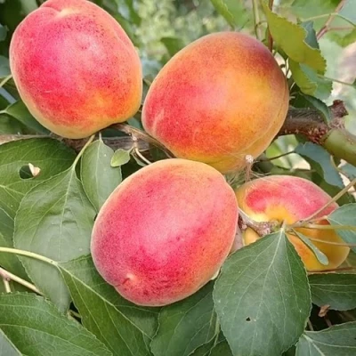 Абрикос ОСОБЕННЫЙ ДЕНИСЮКА в Ульяновске