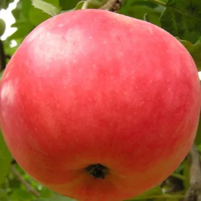 Яблоня СУЙСЛЕПСКОЕ (МАЛИНОВКА) в Ульяновске