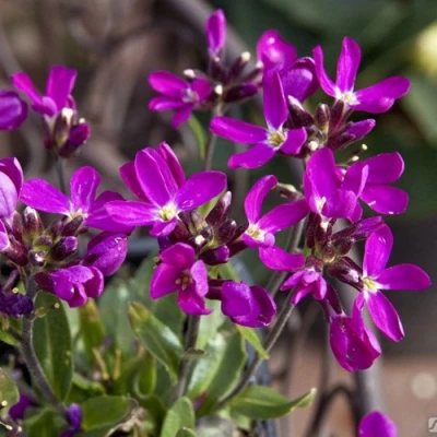 Арабис РОУЗ делайт в Ульяновске