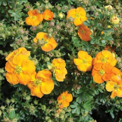 саженцы лапчатки