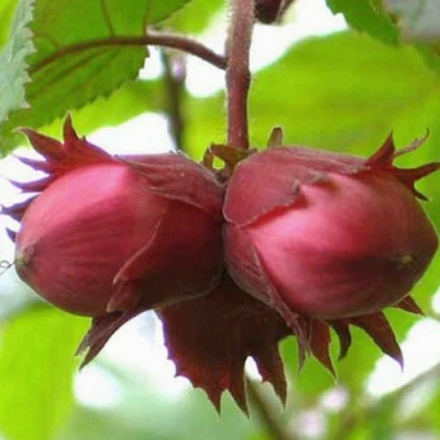 Фундук АЙВЕНГО в Ульяновске