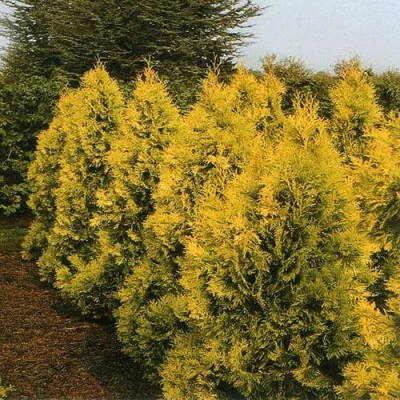 Туя ЕВРОПА ГОЛД западная в Ульяновске