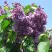 Сирень ВИОЛЕТТА в Ульяновске