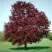 Клен РОЯЛ РЕД остролистный в Ульяновске