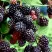 Ежевика ЭВЕРГРИН бесшипная в Ульяновске