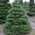 Пихта корейская  в Ульяновске