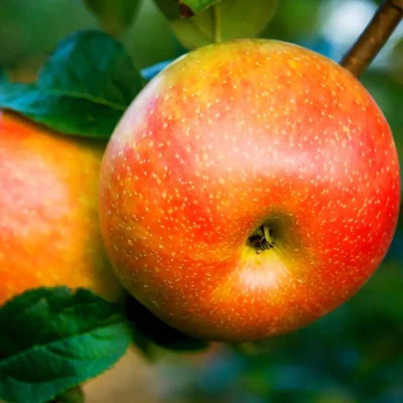 яблони домашние яблони домашние